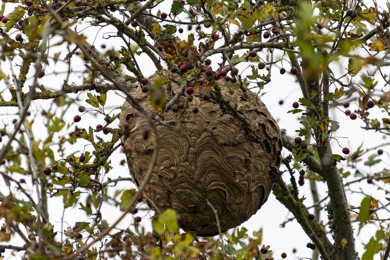 Frelon asiatique nid
