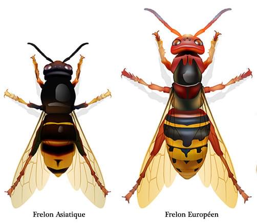 Frelons asiatique et européen_dessins couleurs-500pix