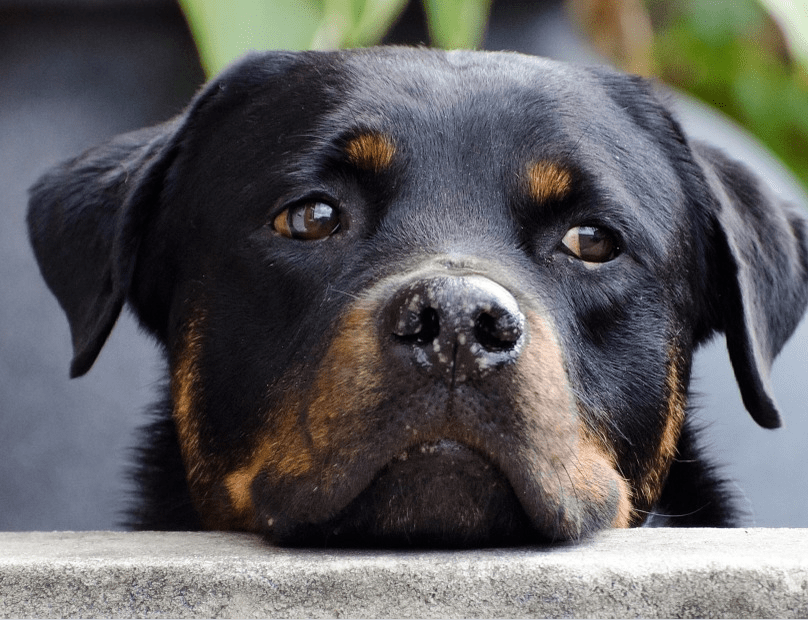 Rottweiler min