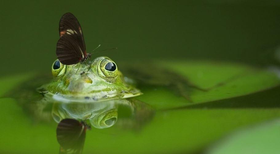 Grenouille 3juin